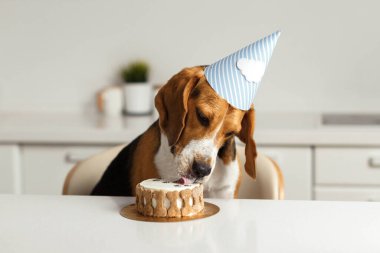 Yavru bir av köpeğinin doğum günü. Mutlu köpek lezzetli bir pasta yer ve dilini yalar..