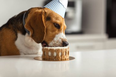 Yavru bir av köpeğinin doğum günü. Mutlu köpek lezzetli pasta yiyor.