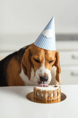 Yavru bir av köpeğinin doğum günü. Mutlu köpek lezzetli bir pasta yer ve dilini yalar..