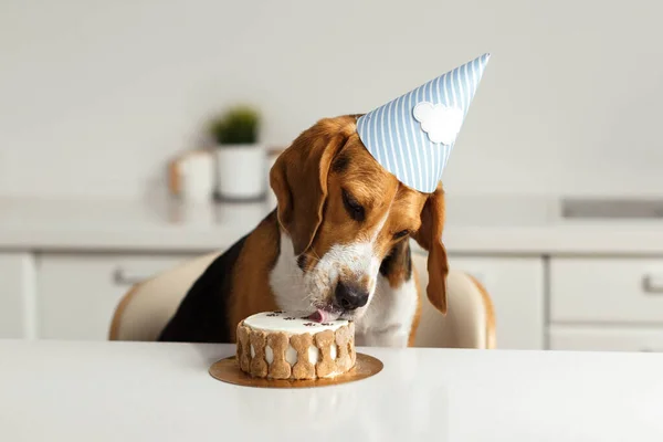 Birthday for a dog of breed beagle. Happy dog eats delicious cake and licks his tongue. — Stock Photo, Image