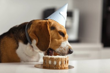 Yavru bir av köpeğinin doğum günü. Mutlu köpek lezzetli pasta yiyor.