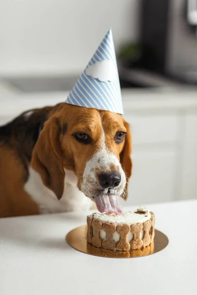 Yavru bir av köpeğinin doğum günü. Mutlu köpek lezzetli bir pasta yer ve dilini yalar..
