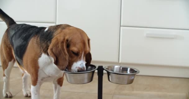 Seekor anjing beagle yang cantik minum air dalam mangkuk di rumah dalam panas. Anjing haus. — Stok Video