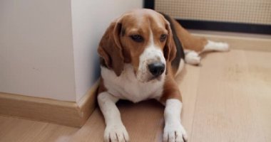 Safkan bir av köpeği evde yerde yatar ve uykuya dalar. Yürüyüşten sonra dinleniyorum.