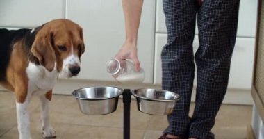 Sahibi av köpeği için süt koyuyor. Köpek mutfaktaki tabağından süt içer. Köpek susamış.