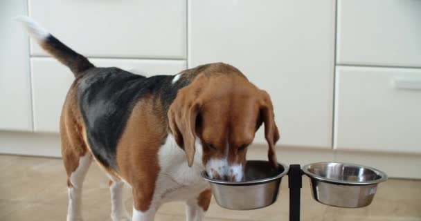 El perro bebe leche de su plato en la cocina. El perro beagle se bebió toda la leche y lamió su plato. Mira al dueño y pide más. — Vídeos de Stock