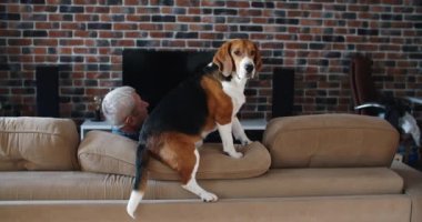 Mutlu yaşlı adam av köpeğiyle vakit geçiriyor. Mutluluk birlikte zaman geçirir..
