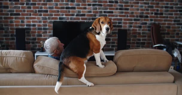 Feliz anciano pasa tiempo con su perro beagle. La felicidad pasa tiempo juntos. — Vídeos de Stock