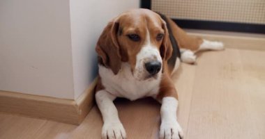 Safkan bir av köpeği evde yerde yatar ve uykuya dalar. Yürüyüşten sonra dinleniyorum.