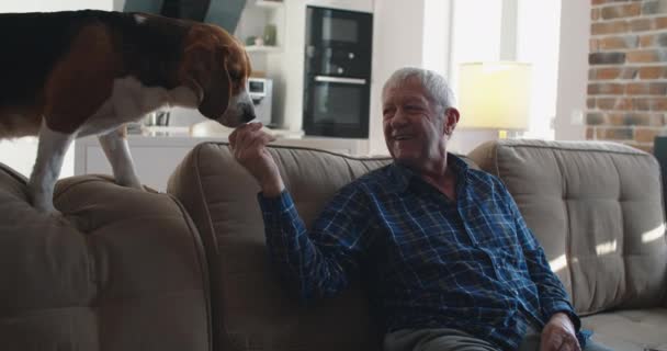 Cidadão idoso feliz passa tempo com seu cão beagle em casa no sofá. O dono trata o cão. Felicidade passa tempo juntos. — Vídeo de Stock