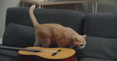 Saf bir kızıl kedi, gitarın yattığı kanepede yürüyor..