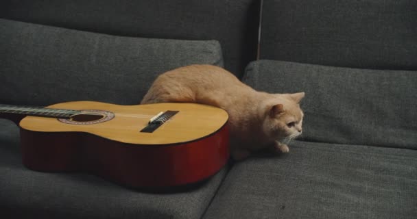 Un gato jengibre de pura raza se sienta en el sofá con una guitarra. — Vídeo de stock