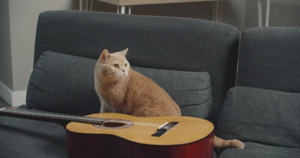 Um gato de gengibre puro senta-se no sofá com uma guitarra. — Vídeo de Stock