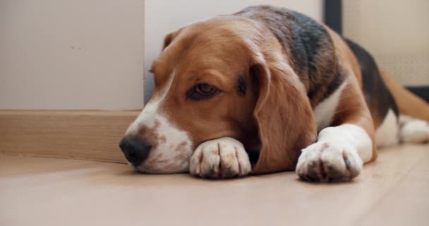 Egy fajtiszta beagle dog fekszik otthon a földön, és elalszik. Pihenés séta után — Stock videók