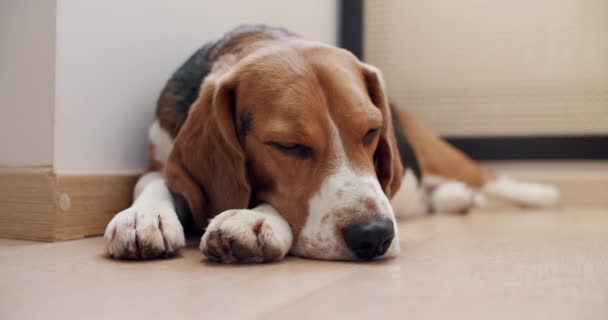 A purebred beagle dog lies on the floor at home and falls asleep. Resting after a walk — Stock Video