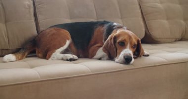 Köpek av köpeği güneşli bir günde kanepede yatar. Üzgün suratlı bir köpek.