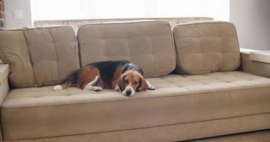 Köpek av köpeği güneşli bir günde kanepede yatar. Üzgün suratlı bir köpek.