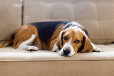 Köpek av köpeği güneşli bir günde kanepede yatar. Üzgün suratlı bir köpek.