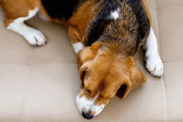 Le chien beagle se trouve sur le canapé par une journée ensoleillée. Chien à l'expression triste — Photo