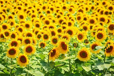 Ayçiçeği (gündöndü) alanı