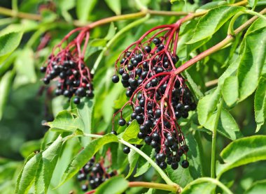 sello de franqueo inmigrantes polacos Francia 1973