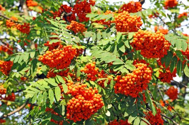 Üvez meyveleri, üvez (sorbus)