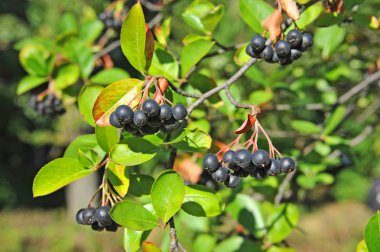 Siyah ashberry (Aronia melanocarpa)