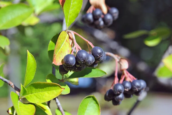 Ashberry hitam (Aronia melanocarpa ) — Stok Foto