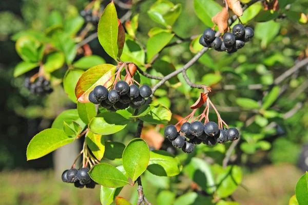 Fekete ashberry (Aronia melanocarpa) — Stock Fotó