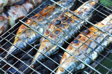 Izgara uskumru balığı, Dof