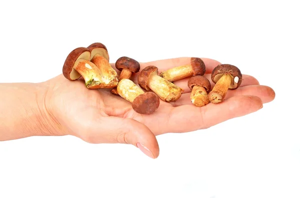 Boletus edulis mushroom on hand — Stock Photo, Image