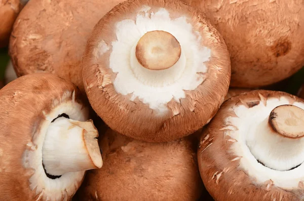 Champignon (True mushroom) — Stock Photo, Image