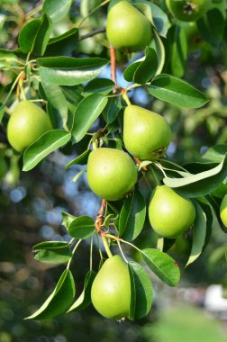 yeşil armut dalın üzerinde