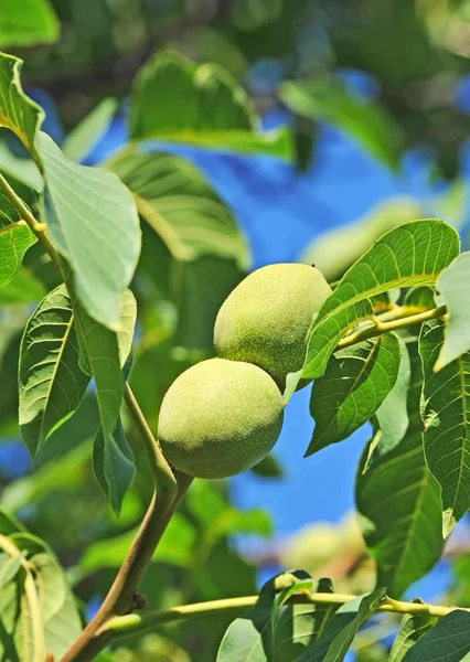 Walnut tree (juglans regia) met fruit — Stockfoto