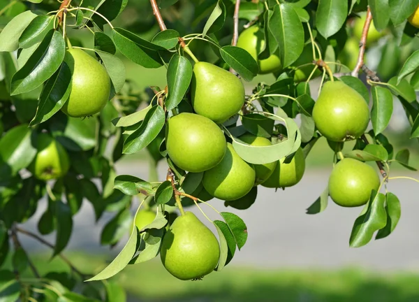 Green pear on the branch — Stock Photo, Image