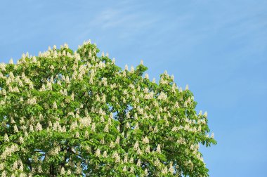 Bahar (Castanea sativa) kestane çiçek çiçek