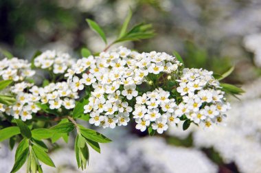 Alanlara Bahar çiçeği