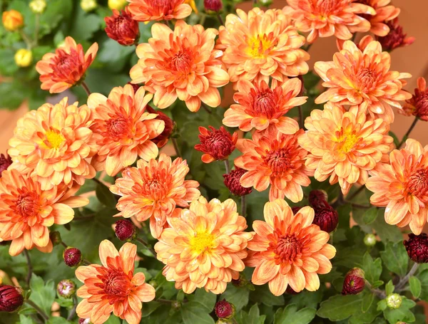 Chrysanthemenblüte, dof — Stockfoto