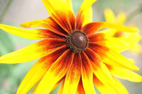 Flor de rudbeckia amarela — Fotografia de Stock