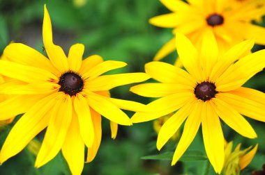 Sarı rudbeckia çiçek