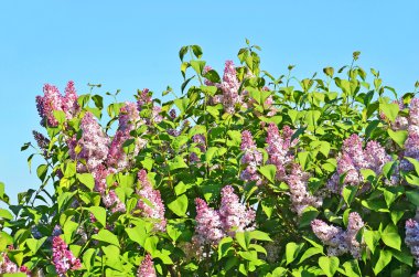 Çiçek leylak (Syringa)