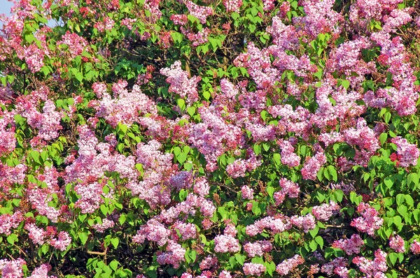 Lilac (Syringa) lower — Stock Photo, Image