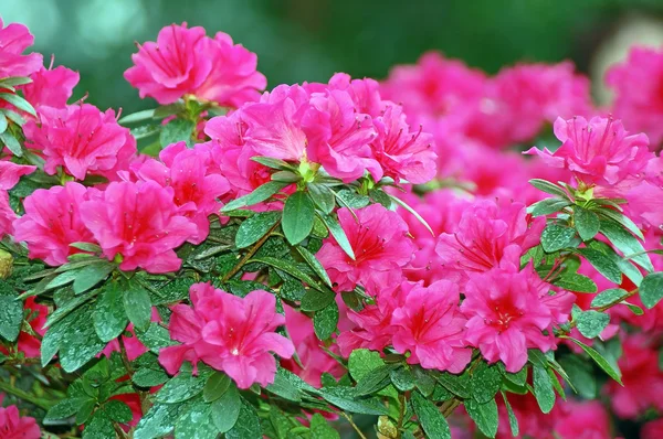 Flor rosa da Azálea — Fotografia de Stock
