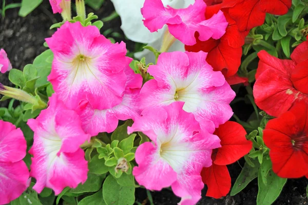 Rosa petunia blommor — Stockfoto