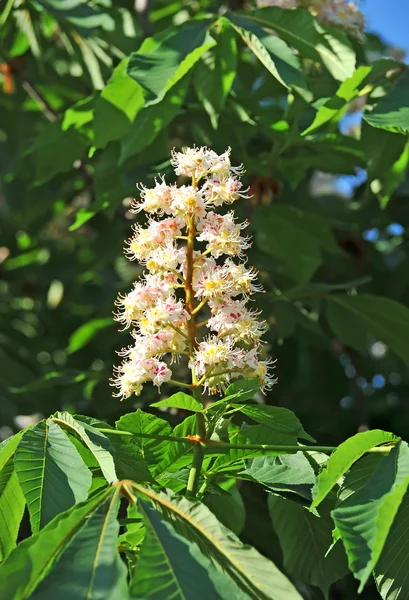 Wiosna kwiatów kwitnących kasztanów (Castanea sativa) — Zdjęcie stockowe