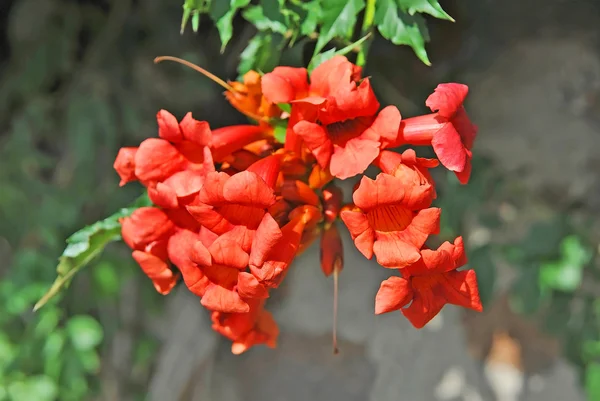 Red Campsis flower — Stock Photo, Image