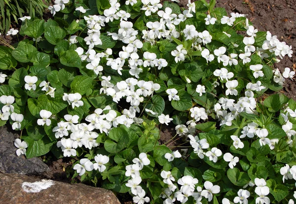 White viola flowers — Stock Photo, Image