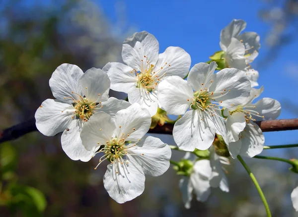 Apple tree blossom — Stock Photo, Image