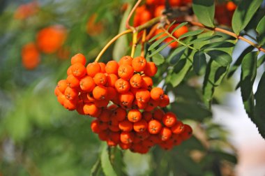 Üvez meyveleri, üvez (sorbus)