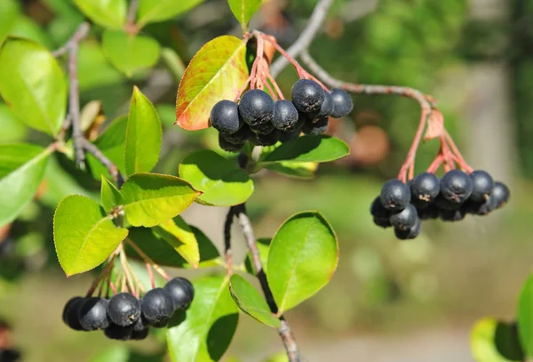 Schwarze Esche (Aronia melanocarpa)) — Stockfoto